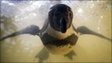 A Humboldt penguin swims at a zoo in Lusisenpark, Mannheim, Germany, on 8/4/11